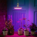 Лампа светодиодная Uniel для растений E27 230 В 16 Вт, 150 мм, фиолетовый свет