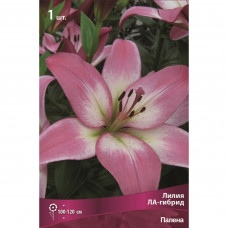 Лилия ЛА-гибрид Палена 1 шт.