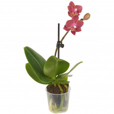 Орхидея Фаленопсис микро ø6 h20 см Центр букетов
