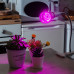 Лампа светодиодная для растений Uniel E27 9 Вт 250 Лм