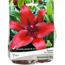 Лилия ЛА-гибрид «Ориджинал Лав», высота 50 см, 1 шт.