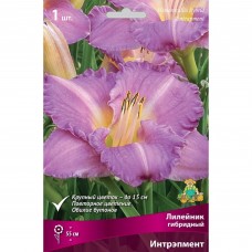 Лилейник гибридный Интрэпмент луковица I Лилейник гибридный Интрэпмент луковица I