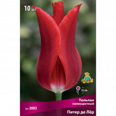 Тюльпан лилиецветный «Питер де Лёр», высота 40 см, 3 шт.