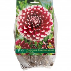 Георгины декоративные «Эдинбург», 1 шт.