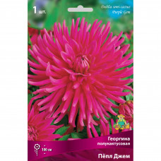 Георгины полукактусовые «Пёпл Джем», 1 шт.