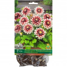 Георгины декоративные «Сидлер Штольце», 1 шт.