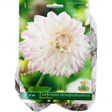 Георгины декоративные «Виттем», 1 шт.