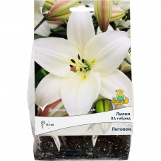 Лилия ЛА-гибрид «Литовен», размер луковицы 14/16