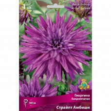 Георгины бахромчатые Страйпт Амбишн
