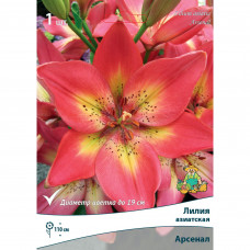 Лилия азиатская Арсенал 14/16, 1 шт
