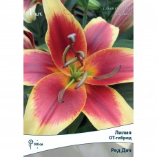 Лилия ОТ-Гибрид «Ред Дач»