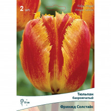 Тюльпан бахромчатый «Фринжд Солстайс» размер луковицы 10/11, 2 шт.