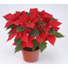 Пуансеттия d15