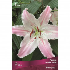 Лилия восточная Виртуозо 1 шт.