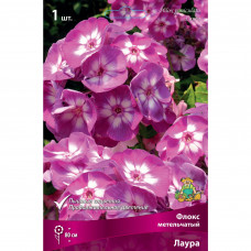 Флокс метельчатый Лаура 1 шт.