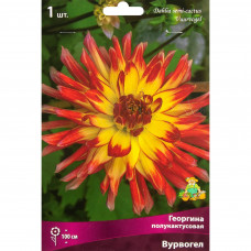 Георгина полукактусовая Вурвогел луковица I