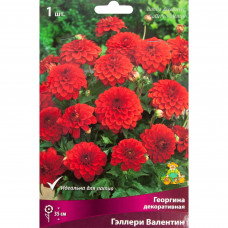 Георгина декоративная Гэллери Валентин луковица I