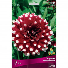 Георгина декоративная Дуэт луковица I