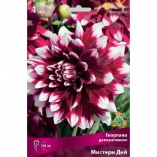 Георгина декоративная Мистери Дей луковица I