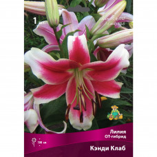 Лилии ОТ-гибриды Кэнди Клаб луковица 16/18