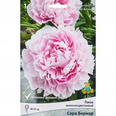 Пион травянистый Сара Бернар Капер луковица 1-2