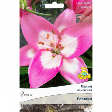 Лилия азиатская «Розалин», размер луковицы 14/16