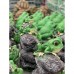Садовая фигура «Лягушата на камнях» высота 32 см
