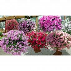 Петуния ампельная вегетативная микс в ассортименте