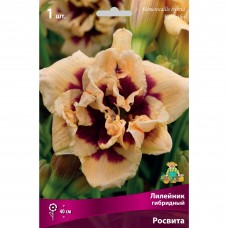 Лилейник гибридный Росвита I, 1 шт