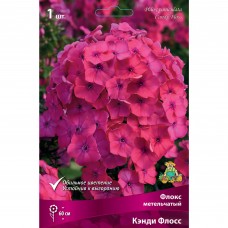 Флокс метельчатый Кэнди флосс луковица I