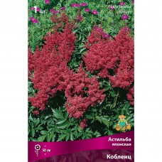 Астильба японская «Кобленц», размер луковицы I