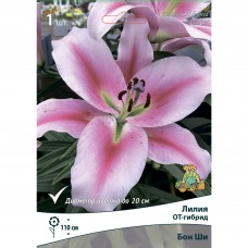Лилия от-гибрид Бон Ши