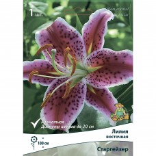 Лилия восточная Старгейзер