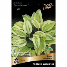 Хоста гибридная Кэптинз Эдвенчер луковица I Хоста гибридная Кэптинз Эдвенчер луковица I