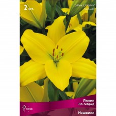 Лилия ЛА-гибрид «Нэшвилл», высота 50 см, 1 шт.