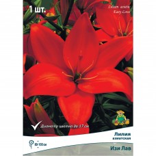 Лилия азиатская Изи лав луковица 14/16