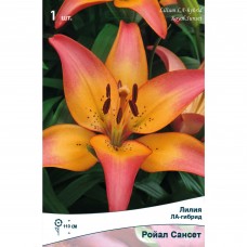 Лилия ЛА-гибрид Ройал сансет луковица 14/16