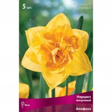 Нарцисс махровый «Апофеоз», высота 40 см, 3 шт.
