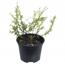 Лапчатка кустарниковая «Манго Танго» 17x20 см