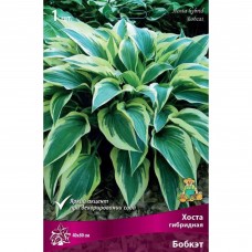 Хоста гибридная Бобкэт луковица I Хоста гибридная Бобкэт луковица I