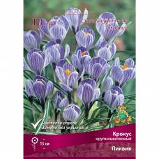 Крокус крупноцветковый Пиквик луковица 8/9, 10 шт.