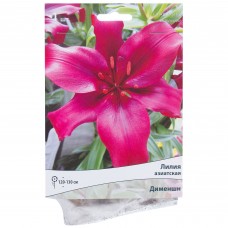 Лилия азиатская Дименшн 14/16, 1 шт