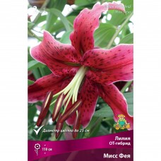 Лилия ОТ-гибрид «Мисс Фея», высота 50 см, 1 шт.