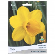 Нарцисс трубчатый «Стандарт Велью», высота 40 см, 3 шт.