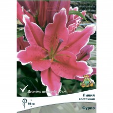 Лилия восточная Фурио