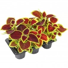 Колеус 10 см, 6 шт. Колеус 10 см, 6 шт.