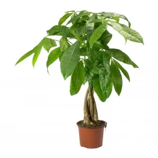 Пахира микс ø24 h110 см