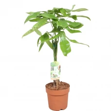 Пахира микс ø17 h50 см