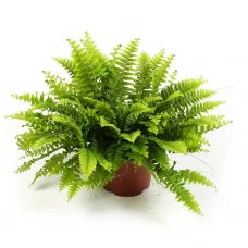Нефролепис Грин леди ханг ø25 h60 см