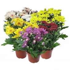 Хризантема микс ø12 h25 см
